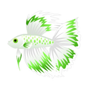 Lime Whitefin Betta